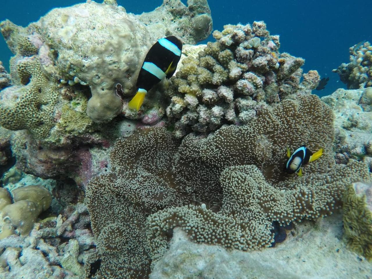 Moodhumaa Inn Guraidhoo  Eksteriør bilde