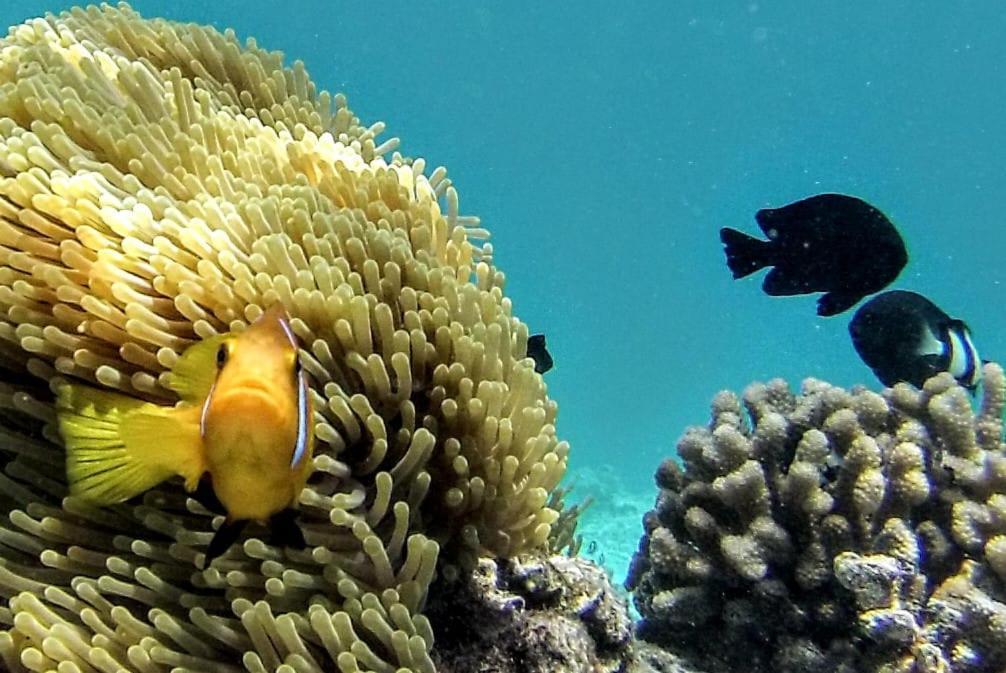 Moodhumaa Inn Guraidhoo  Eksteriør bilde