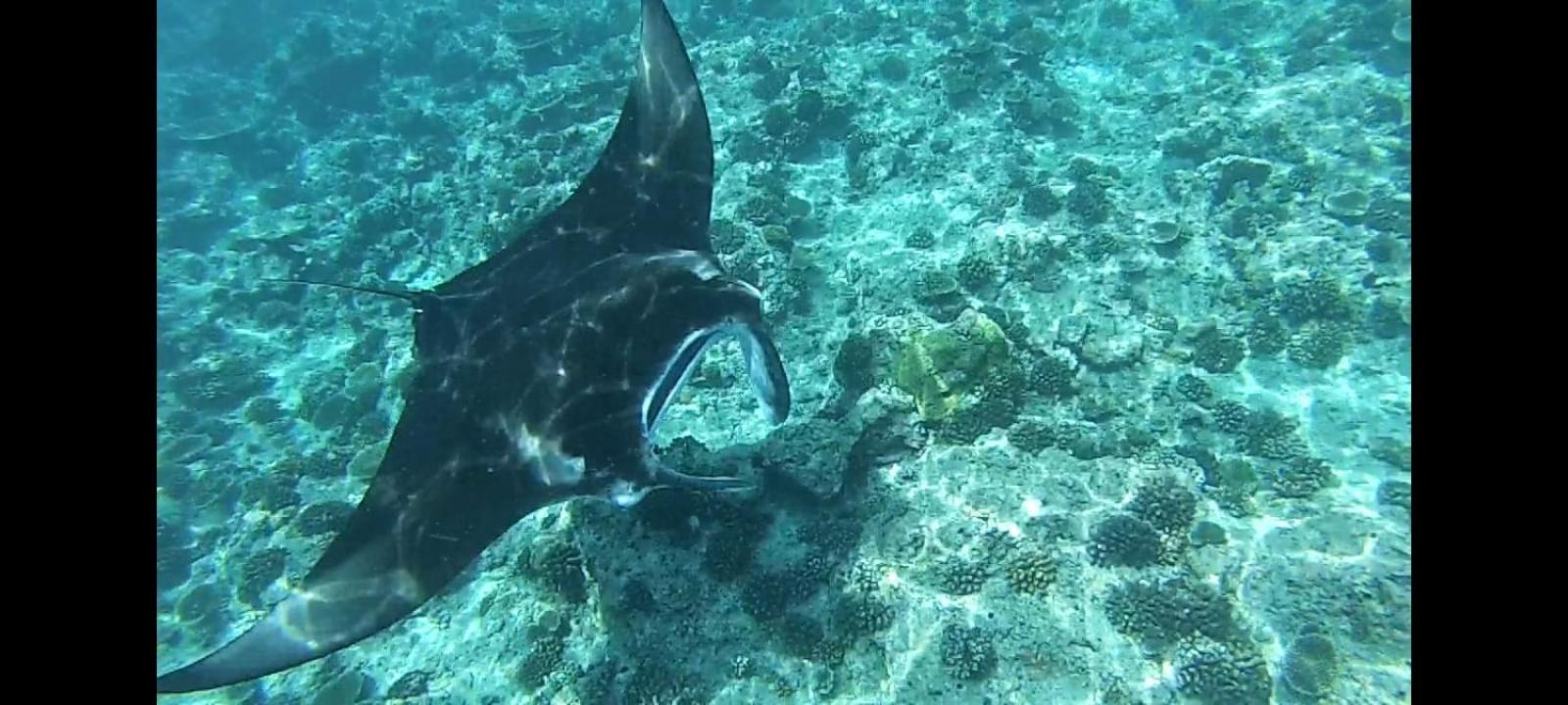 Moodhumaa Inn Guraidhoo  Eksteriør bilde