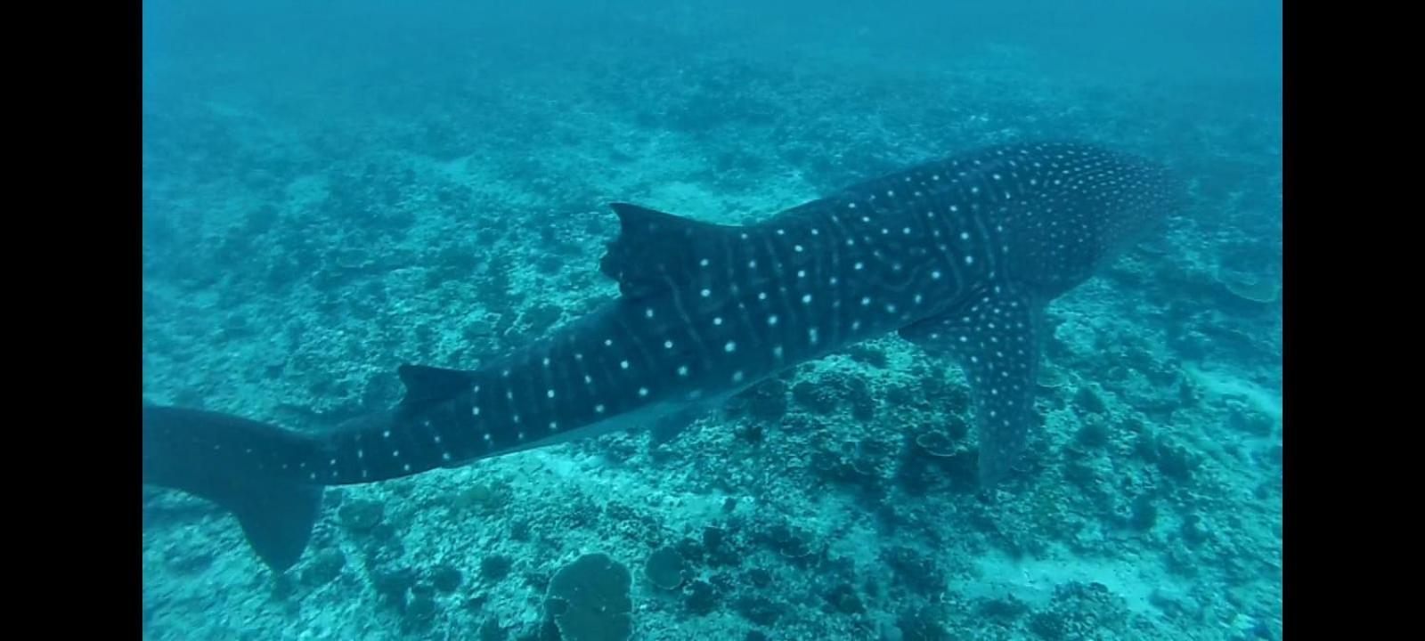 Moodhumaa Inn Guraidhoo  Eksteriør bilde
