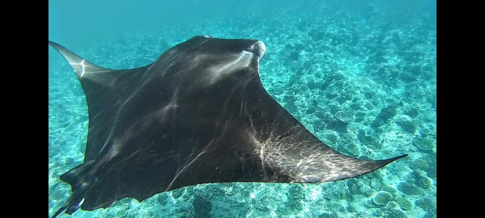 Moodhumaa Inn Guraidhoo  Eksteriør bilde