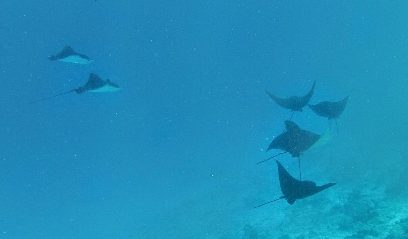 Moodhumaa Inn Guraidhoo  Eksteriør bilde