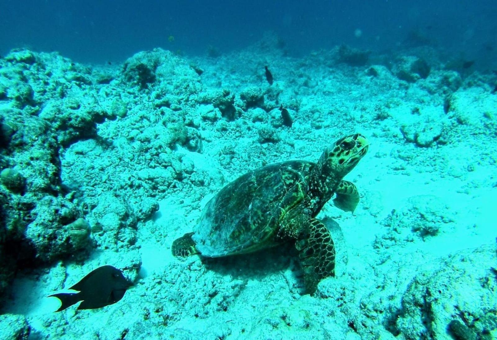 Moodhumaa Inn Guraidhoo  Eksteriør bilde