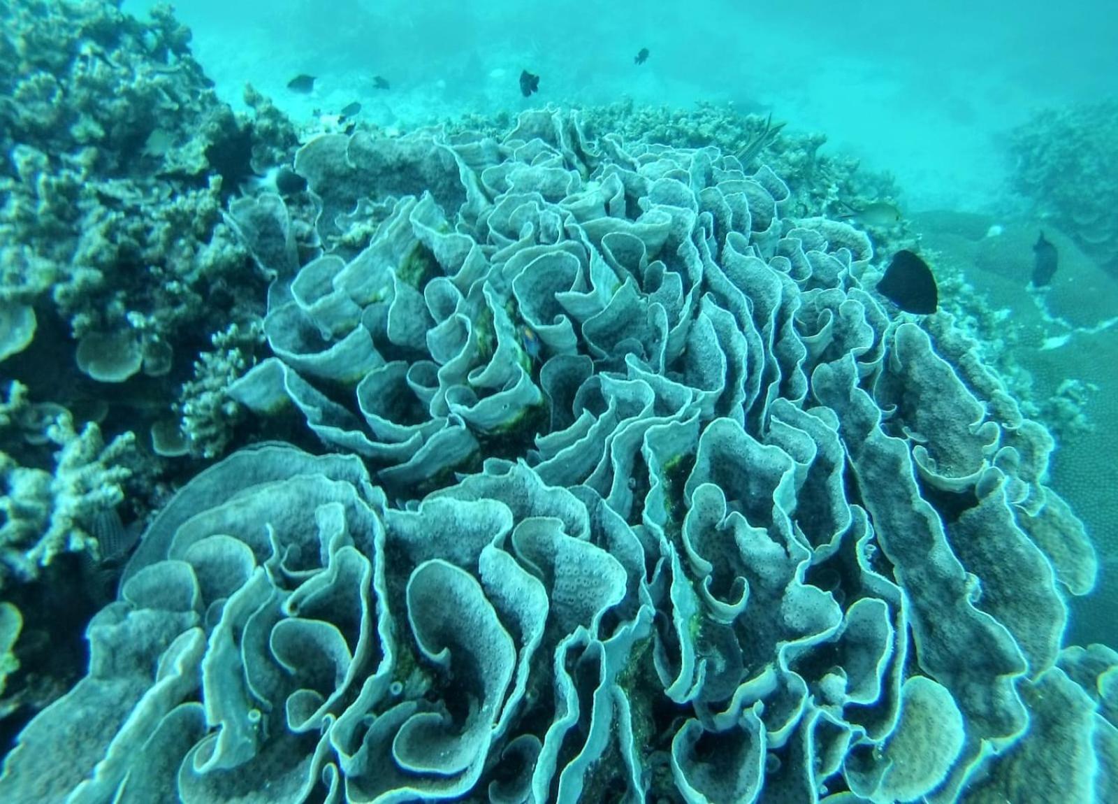 Moodhumaa Inn Guraidhoo  Eksteriør bilde
