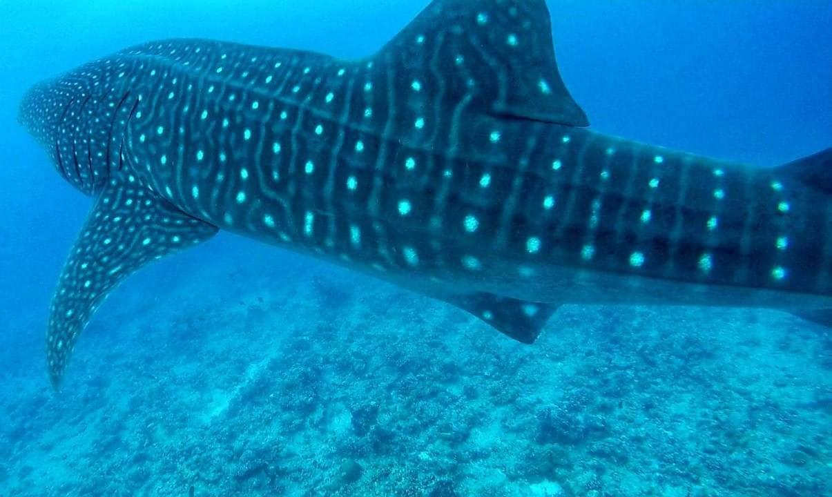 Moodhumaa Inn Guraidhoo  Eksteriør bilde